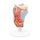 3B Scientific G22 Larynx Model 2-Part - 3B Smart Anatomy