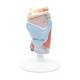 3B Scientific G22 Larynx Model 2-Part - 3B Smart Anatomy