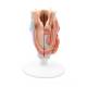 3B Scientific G22 Larynx Model 2-Part - 3B Smart Anatomy
