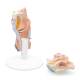 3B Scientific G22 Larynx Model 2-Part - 3B Smart Anatomy