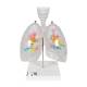 3B Scientific G23-1 Larynx Model with CT Bronchial Tree and Transparent Lungs - 3B Smart Anatomy
