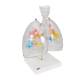 3B Scientific G23-1 Larynx Model with CT Bronchial Tree and Transparent Lungs - 3B Smart Anatomy