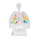 3B Scientific G23-1 Larynx Model with CT Bronchial Tree and Transparent Lungs - 3B Smart Anatomy