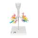 3B Scientific G23 Larynx Model with CT Bronchial Tree - 3B Smart Anatomy