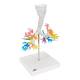 3B Scientific G23 Larynx Model with CT Bronchial Tree - 3B Smart Anatomy