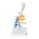 3B Scientific G23 Larynx Model with CT Bronchial Tree - 3B Smart Anatomy
