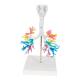 3B Scientific G23 Larynx Model with CT Bronchial Tree - 3B Smart Anatomy