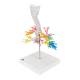 3B Scientific G23 Larynx Model with CT Bronchial Tree - 3B Smart Anatomy