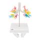 3B Scientific G23 Larynx Model with CT Bronchial Tree - 3B Smart Anatomy