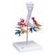 Larynx Model with CT Bronchial Tree