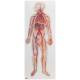 Circulatory System Model Half Life-Size