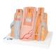 3B Scientific G42 MICROanatomy Artery and Vein 14-Times Enlarged - 3B Smart Anatomy