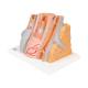 3B Scientific G42 MICROanatomy Artery and Vein 14-Times Enlarged - 3B Smart Anatomy