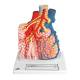 3B Scientific G60 Pulmonary Lobule with Surrounding Blood Vessels - 3B Smart Anatomy