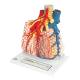 3B Scientific G60 Pulmonary Lobule with Surrounding Blood Vessels - 3B Smart Anatomy