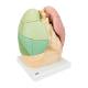 3B Scientific G70 Segmented Lung Model - 3B Smart Anatomy