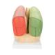 3B Scientific G70 Segmented Lung Model - 3B Smart Anatomy