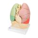 3B Scientific G70 Segmented Lung Model - 3B Smart Anatomy