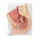 3B Scientific H10 Female Pelvis Model 2-Part - 3B Smart Anatomy