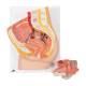 3B Scientific H10 Female Pelvis Model 2-Part - 3B Smart Anatomy