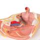 3B Scientific H10 Female Pelvis Model 2-Part - 3B Smart Anatomy