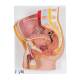 3B Scientific H11 Male Pelvis Model 2-Part - 3B Smart Anatomy