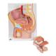 3B Scientific H11 Male Pelvis Model 2-Part - 3B Smart Anatomy