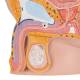 3B Scientific H11 Male Pelvis Model 2-Part - 3B Smart Anatomy