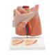 3B Scientific H13 Inguinal Hernia Model - 3B Smart Anatomy