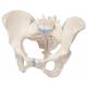 Female Pelvis Model Life-Size 3-Part