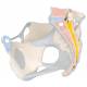 Female Pelvis Model with Ligaments Life-Size 3-Part