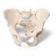 Male Pelvis Model