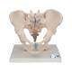 3B Scientific H21/1 Male Pelvis Model (3 Parts) - 3B Smart Anatomy