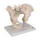 3B Scientific H21/1 Male Pelvis Model (3 Parts) - 3B Smart Anatomy