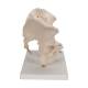 3B Scientific H21/1 Male Pelvis Model (3 Parts) - 3B Smart Anatomy