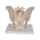 3B Scientific H21/1 Male Pelvis Model (3 Parts) - 3B Smart Anatomy