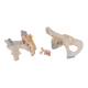 3B Scientific H21/1 Male Pelvis Model (3 Parts) - 3B Smart Anatomy