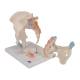 3B Scientific H21/1 Male Pelvis Model (3 Parts) - 3B Smart Anatomy