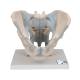 3B Scientific H21/2 Male Pelvis with Ligaments Model (2 Parts) - 3B Smart Anatomy