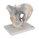3B Scientific H21/2 Male Pelvis with Ligaments Model (2 Parts) - 3B Smart Anatomy