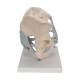 3B Scientific H21/2 Male Pelvis with Ligaments Model (2 Parts) - 3B Smart Anatomy