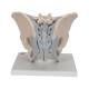 3B Scientific H21/2 Male Pelvis with Ligaments Model (2 Parts) - 3B Smart Anatomy