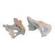 3B Scientific H21/2 Male Pelvis with Ligaments Model (2 Parts) - 3B Smart Anatomy