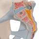 3B Scientific H21/2 Male Pelvis with Ligaments Model (2 Parts) - 3B Smart Anatomy