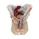 3B Scientific A21/3 Male Pelvis with Organs (7 Parts) - 3B Smart Anatomy