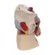 3B Scientific A21/3 Male Pelvis with Organs (7 Parts) - 3B Smart Anatomy