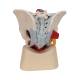 3B Scientific A21/3 Male Pelvis with Organs (7 Parts) - 3B Smart Anatomy