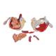 3B Scientific A21/3 Male Pelvis with Organs (7 Parts) - 3B Smart Anatomy