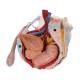 3B Scientific A21/3 Male Pelvis with Organs (7 Parts) - 3B Smart Anatomy
