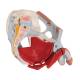 3B Scientific A21/3 Male Pelvis with Organs (7 Parts) - 3B Smart Anatomy